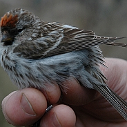 Common Redpoll